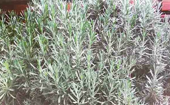 Akaddo ka Lavender nga bwe kafaanana. Akaddo ka Lavender nga bwe kafaanana.