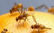 Fruit fly outbreak threatens SA growers