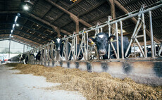 How to extend farm forage supplies and boost dairy yields in a drought year