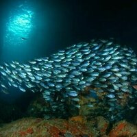 74 countries have now ratified a landmark treaty to protect the high seas. Why hasn't NZ?