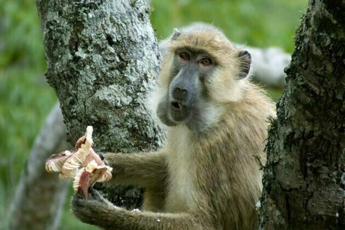 Mushrooms may have been part of early human diets: primate study explores who eats what and when