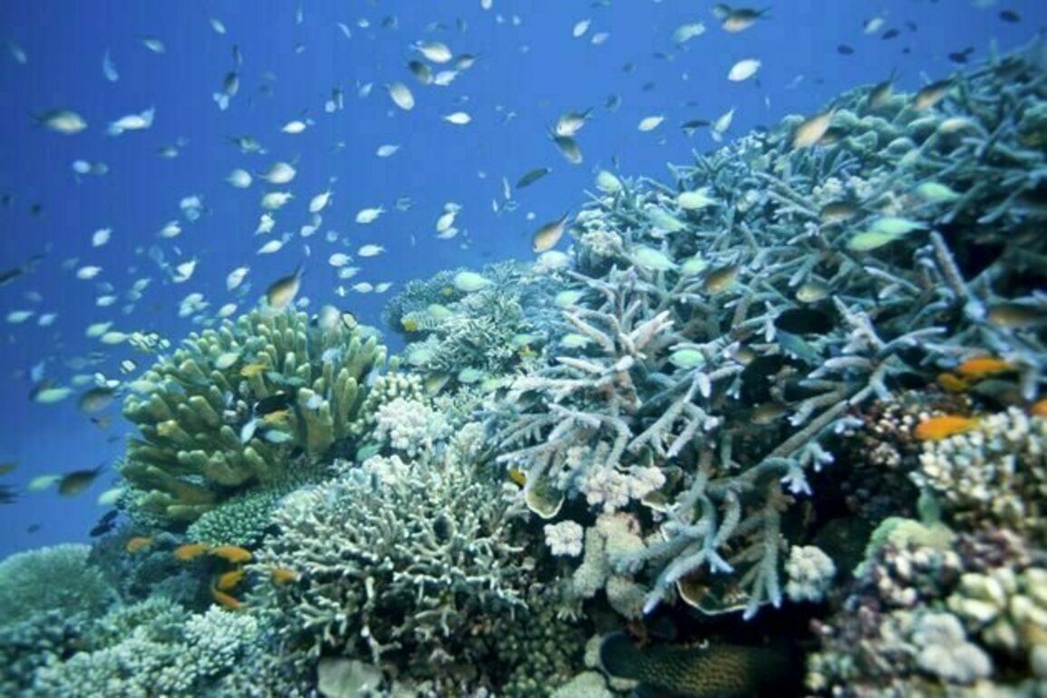 Coral reefs face an uncertain recovery from the 4th global mass bleaching event - can climate refuges help?