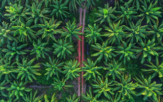 SBTi seeks 'real world feedback' to inform new forest, land, and agriculture standard