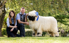 New record at Valais Blacknose Beauties sale