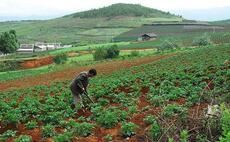 China's farms show growth potential