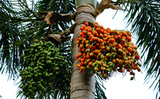 Zoological Society of London: Palm oil industry threatens efforts to end deforestation