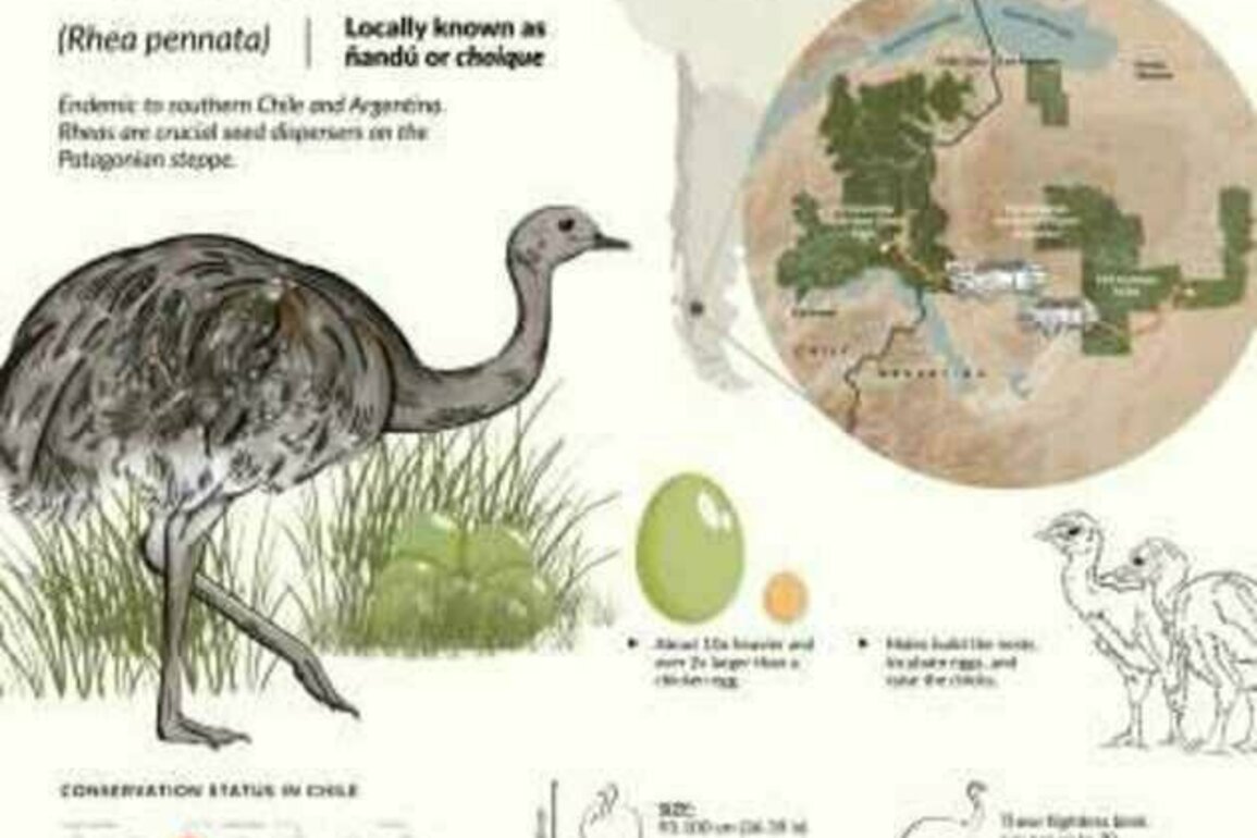 Rewilding beyond Borders: The first Southern Cone collaboration to translocate Wild Endemic Birds