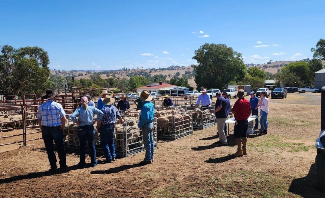 A number of field days have been run at Producer Demonstration Sites as part of a ewe lamb joining project, including this one at Kambah Poll Merinos, Jugiong, New South Wales (near Harden) in March. 