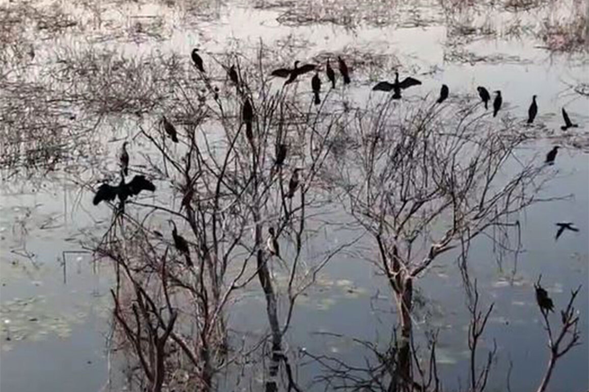Tamil Nadu: Panjappur Lake emerges as key urban wetland for migratory birds in Trichy