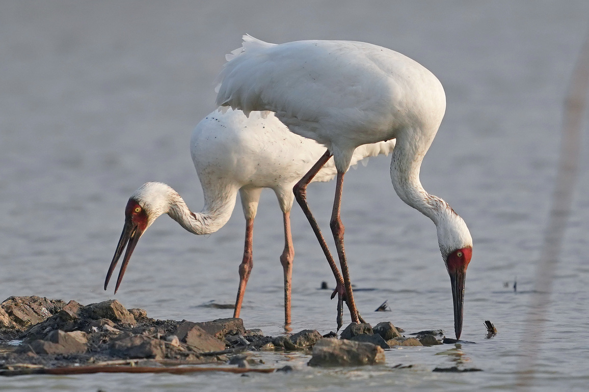 CHINA-JIANGXI-NANCHANG-MIGRATORY BIRDS (CN)
