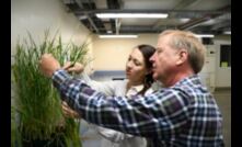  SARDI plant pathologists Tara Garrard and Hugh Wallwork. Photo GRDC 