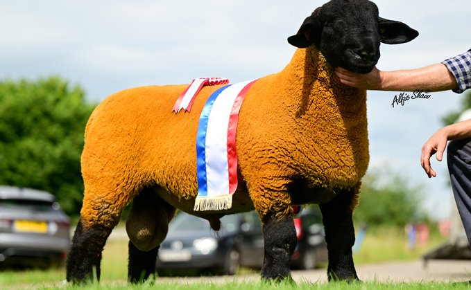 Champion from Jed and Benni Sharp which sold for 10,000gns