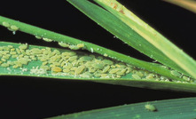 Russian wheat aphid.