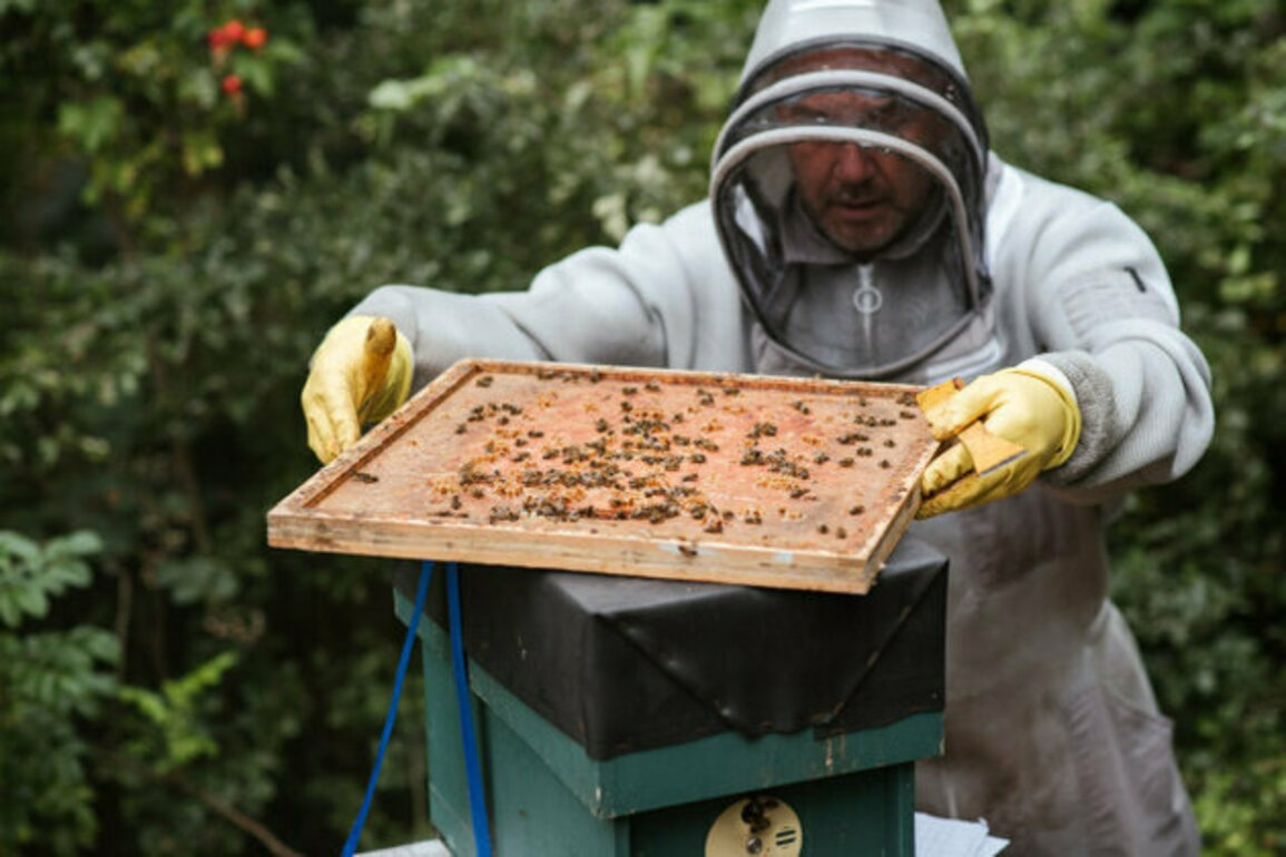 Bulgaria's Beekeeping Crisis: Low Yields and Higher Prices Ahead