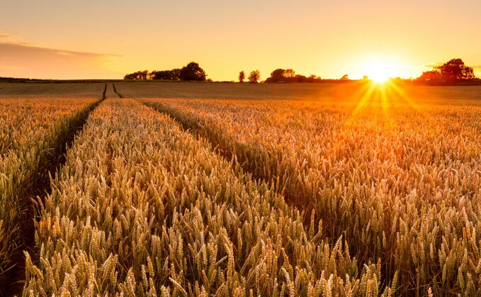 Soon the Newt in Somerset will be using home-grown wheat as an ingredient