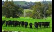  Continual high prices for young cattle has seen a price rise for heavier cattle. 