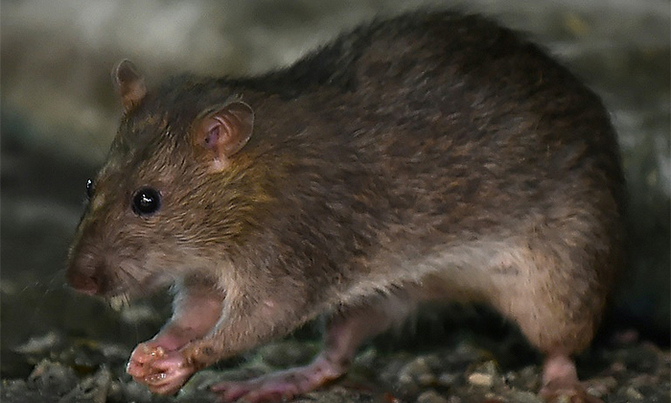World's first human case of rat disease found World's first human case of rat disease found