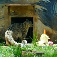 A snow leopard's 9th birthday highlights success of China's biodiversity conservation