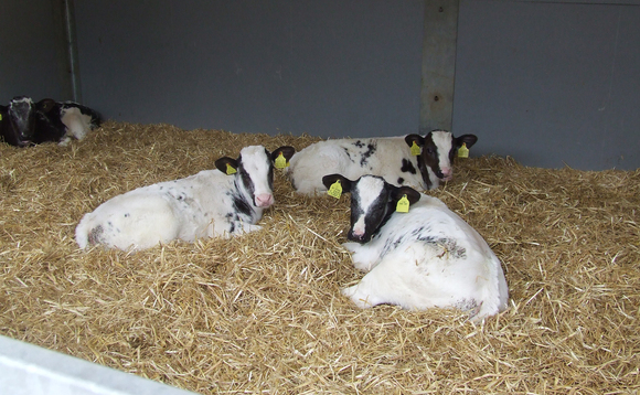 Buitelaar's flagship calf unit: Inside one of the UK's most advanced rearing systems