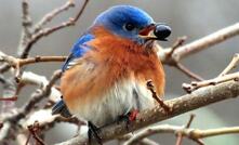  Bluebird stays quiet