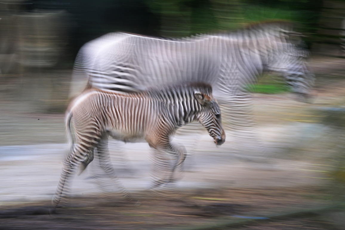 SINGAPORE-LUNAR NEW YEAR-ZOO-ZEBRA FOAL
