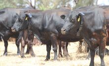 Geoff and Bronwyn Cook have seen improvements in their pasture and livestock management through the use of virtual fencing technology.