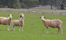  A case of Anthrax has been detected on a property near Swan Hill in Victoria.