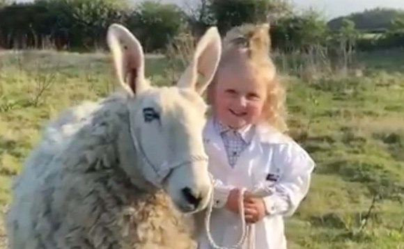 Three-year-old girl goes viral after 'expert' sheep handling