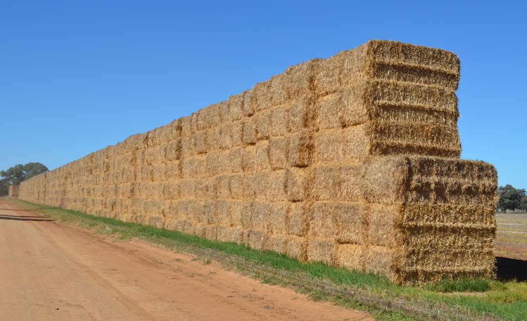 Primary producers are being cautioned of the biosecurity risks from buying in fodder.