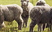 A sheep and pasture production management tool