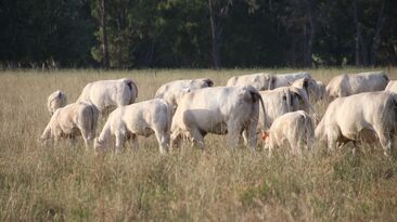 Researchers continue to develop products and technologies to reduce livestock methane emissions, especially for extensively grazing animals.