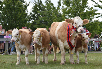 Great Yorkshire Show: Trixie-Belle and triplets take top honours in beef line-up