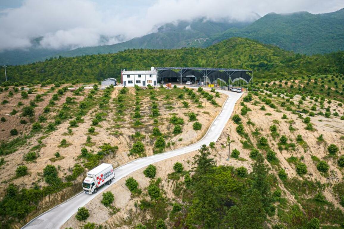 EconomyInFocus | Premium waxberries exported via air to Frankfurt from east China's mountainous county