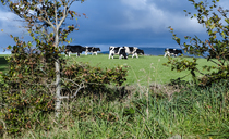 Meat sector says 'well meaning' food report misses the mark