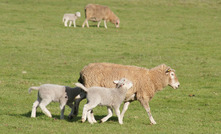 A webinar next week will focus on sheep and lamb predator control. Picture Mark Saunders. 