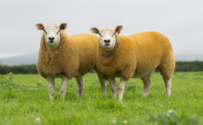 Texel breed takes up net zero challenge