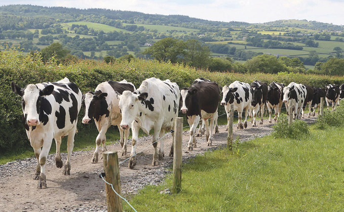 DAIRY SPECIAL: Improving cow track design and construction