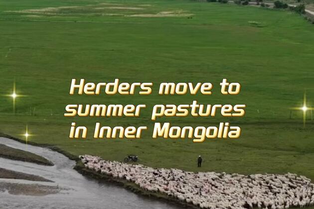 60"FlyOverChina | Herders move to summer pastures in N China's Inner Mongolia