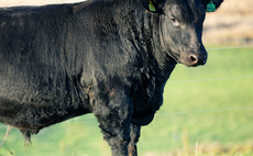 Aberdeen-Angus bull sells for £65,000 online