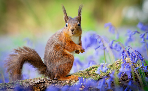 The UK population of red squirrels once stood at a high of 3.5 million, but is now less than 140,000 | Credit: iStock