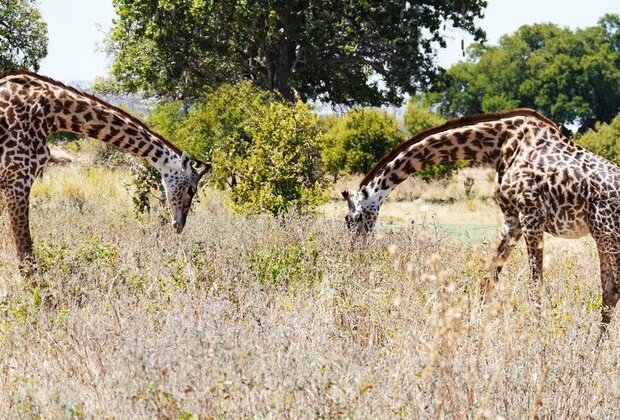 Giraffe kicks man to death at gaming lodge