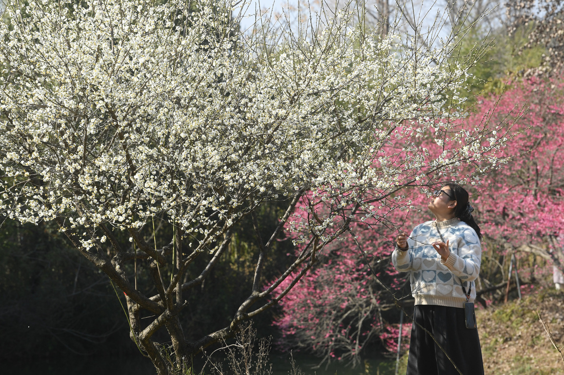 (ZhejiangPictorial) CHINA-ZHEJIANG-HANGZHOU-XIXI WETLAND-PLUM BLOSSOMS (CN)