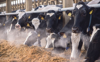 'A dung connoisseur': Vet shares tips for managing dairy diets this winter