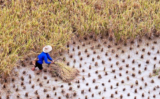 China may face food shortage