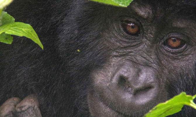 Ugandan gorillas under threat but tourist dollars protect Ugandan gorillas under threat but tourist dollars protect