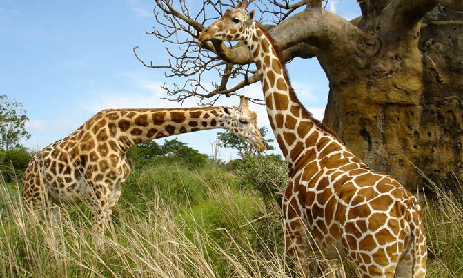 US trains Ugandans in combating wildlife trafficking US trains Ugandans in combating wildlife trafficking