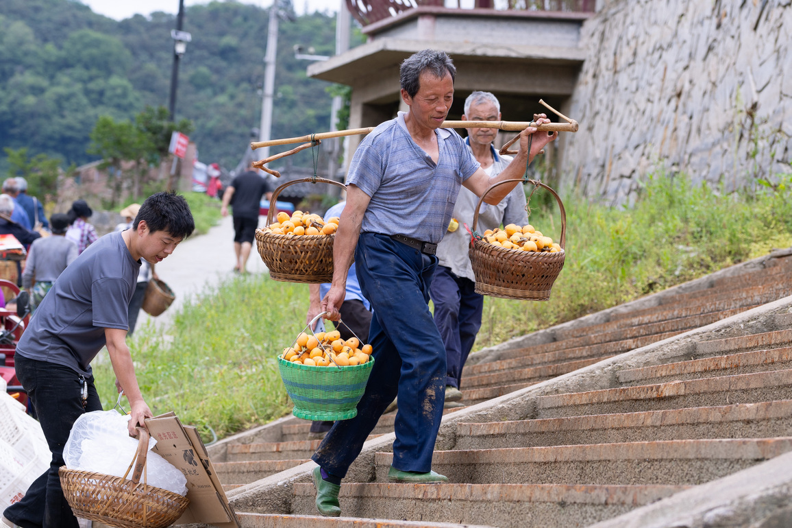 (AmazingAnhui) CHINA-ANHUI-SHEXIAN-LOQUAT-HARVEST (CN)