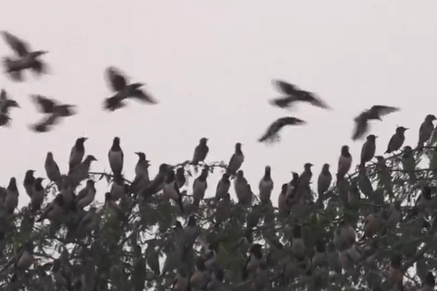Tamil Nadu: Thousands of migratory Rosy Starlings arrive in Thoothukudi creating spectacular aerial displays