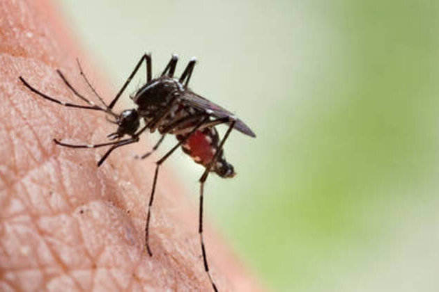 Africa hit hardest as malaria deaths rise worldwide - WHO