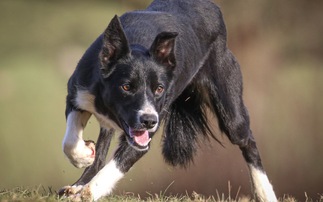 Auction mart sales round-up: Sheepdog sells to £8,000 and exceptional dairy trade at Brock